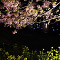 夜桜☆流れ星2015