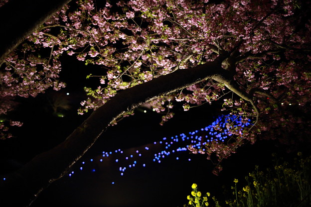 夜桜☆流れ星2015