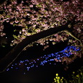 写真: 夜桜☆流れ星2015