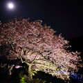 満月と河津桜のライトアップ