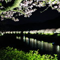 写真: 青野川沿いの夜桜
