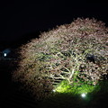 写真: みなみの河津桜のライトアップ