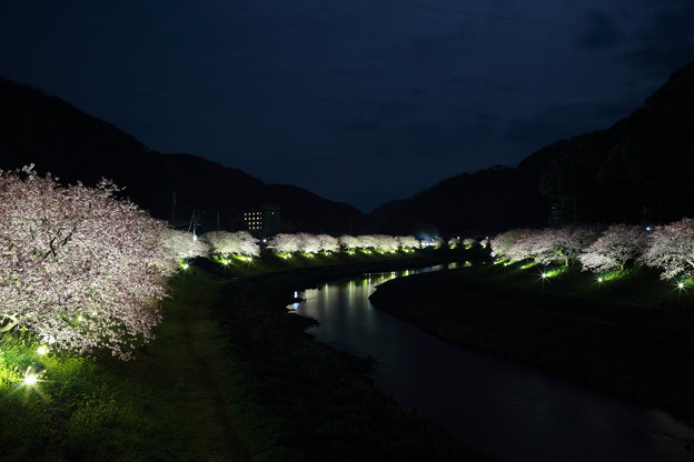 写真: 青野川沿いの夜桜