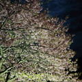 写真: 満月とみなみの河津桜