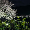 みなみの夜桜と菜の花