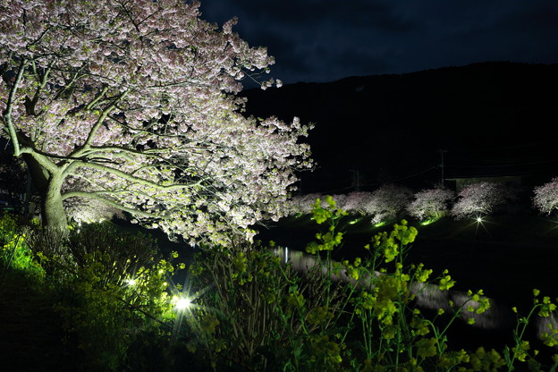 写真: みなみの夜桜と菜の花