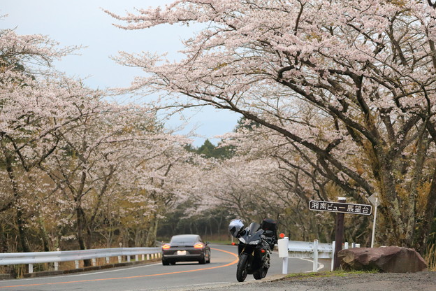 箱根ターンパイクの桜〜2015.4.9