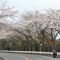 箱根ターンパイクの桜〜2015.4.9