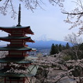 写真: 桜と富士山と五重の塔〜新倉浅間山公園〜