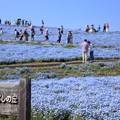 写真: 国営ひたち海浜公園〜ネモフィラの咲く丘