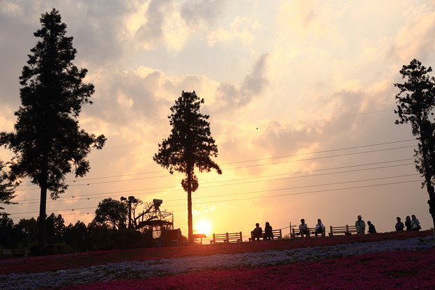 芝桜の丘の夕景