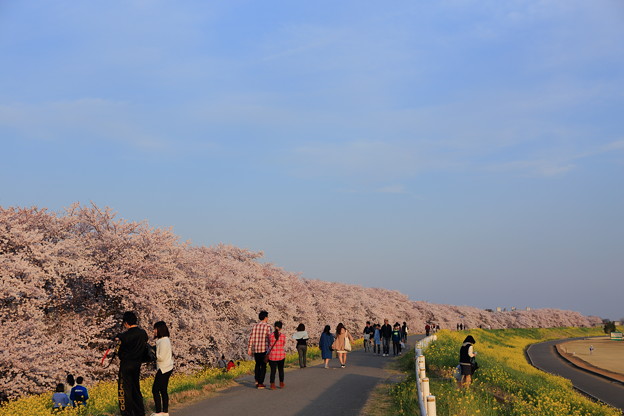 写真: 熊谷・桜堤のようす
