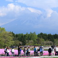 写真: 富士芝桜