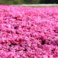 写真: 富士芝桜〜赤い芝桜