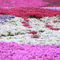 写真: 真っ赤な芝桜〜スカートフレーム