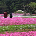 富士芝桜会場のミニ富士