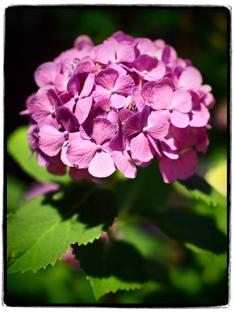 夜の紫陽花〜トイフォト