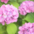 写真: 近所の紫陽花〜ファンタジックフォーカス