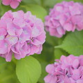 近所の紫陽花〜ライトトーン