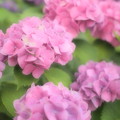 写真: 近所の紫陽花〜ファンタジックフォーカス