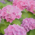 近所の紫陽花〜ライトトーン