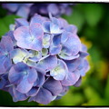 近所の紫陽花〜トイフォト