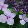 写真: 近所の紫陽花