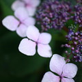 写真: 近所の紫陽花