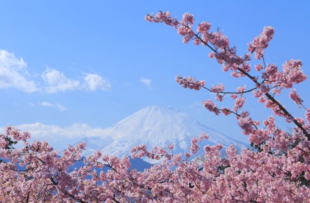 写真: 河津桜と富士山