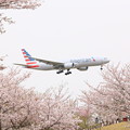 Photos: アメリカン航空と桜