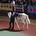 写真: 白馬のサラブレッド~ぶちこ号~