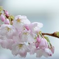写真: 我が家の桜