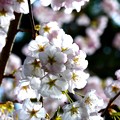 写真: バンデューセンガーデンの桜