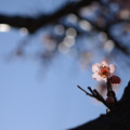写真: 梅が咲きました
