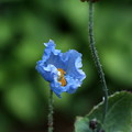 写真: ヒマラヤの青いケシ(3)IMG_7953