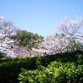 写真: 隅田公園