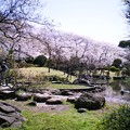 池越しの桜