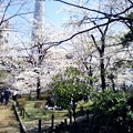 写真: 隅田公園