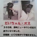 （１８年更新）沖縄県糸満市　犬の迷子（2013年より捜索中）