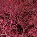 写真: 桜の木　桜色