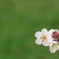 写真: 梅もかなり咲いて