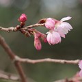 写真: 桜ウォーウイック2