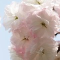写真: 優しい八重の桜が咲く＾＾2