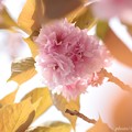八重の桜の葉の色5