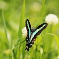 アオスジアゲハ2クスノキで育つ蝶