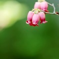 相模地方限定分布で咲くムラサキツリガネツツジ1