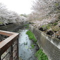 写真: 祖師谷公園-03仙川_鞍橋からせきれい橋（左：ワシントン桜）