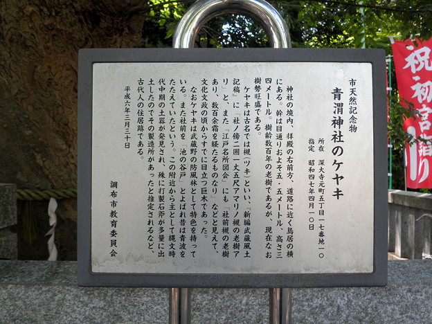 写真: 青渭神社（あおいじんじゃ）-02ケヤキ(樹齢ab700年)cINFO