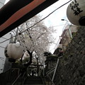 写真: 上目黒氷川神社-桜-03