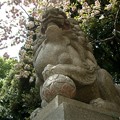 写真: 駒繋神社-桜a